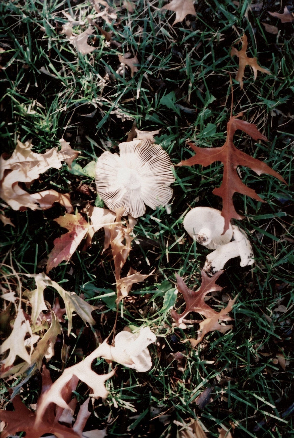 Forest Floor • Toadstool Mushroom 35mm Film Photography Print