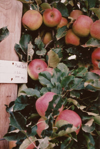 Pink Lady Apple Orchard • Set of 4 35mm Film Photography Prints