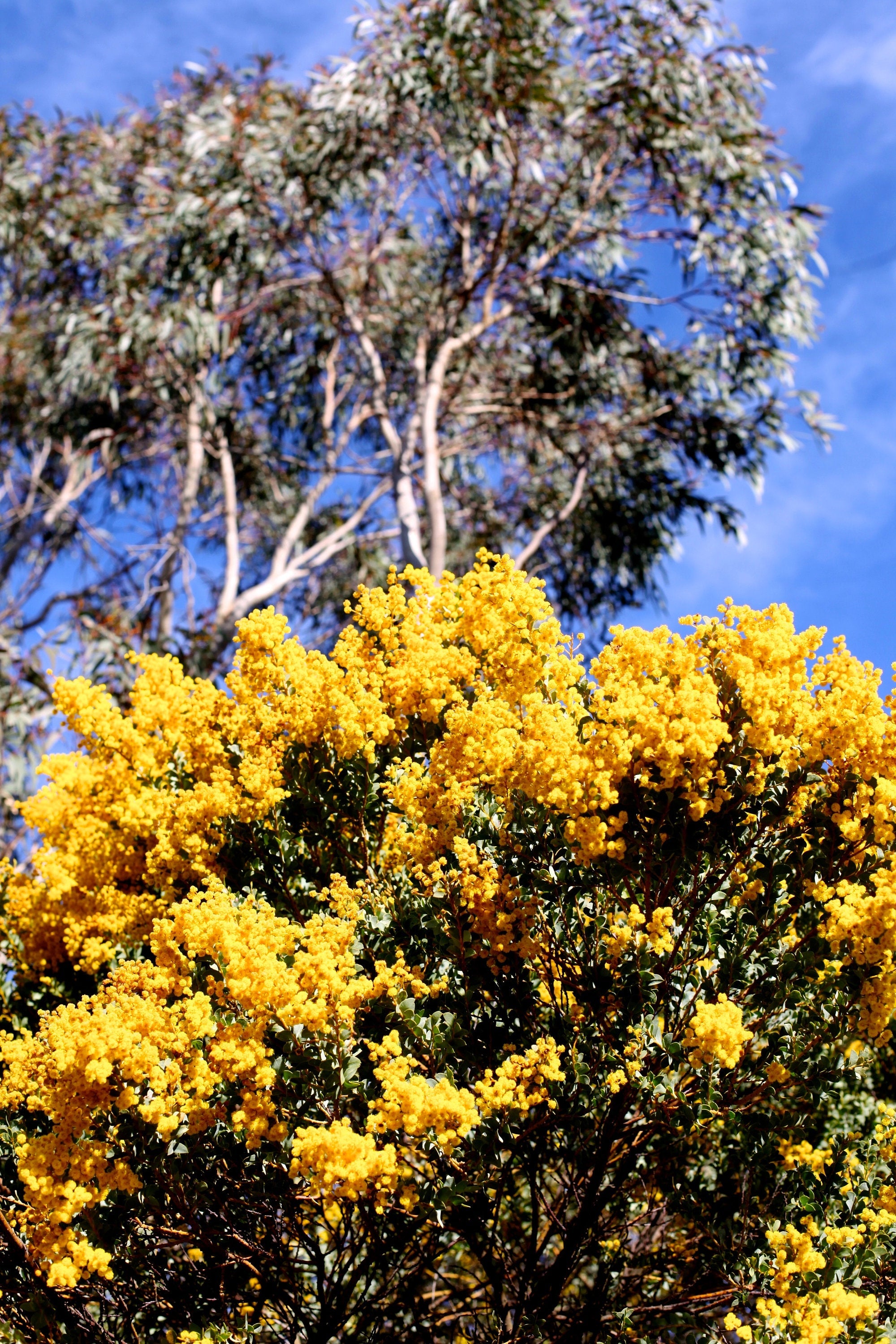 On Mt Ainslie • Golden Wattle • Set of Two Canberra Fine Photography Prints