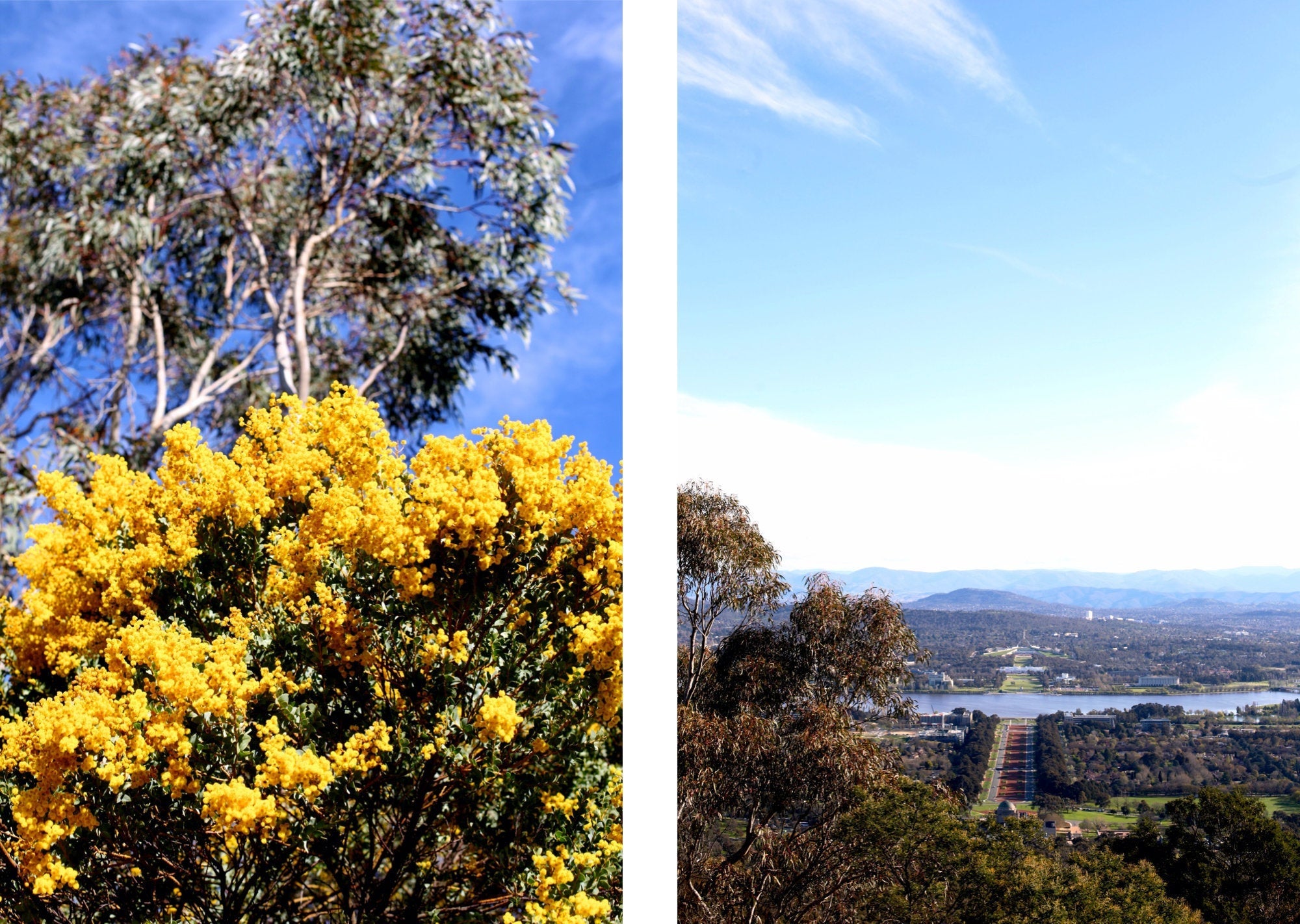 On Mt Ainslie • Golden Wattle • Set of Two Canberra Fine Photography Prints