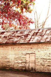 Beyond the Barn • Sutton Forest Southern Highlands • Set of 3 Photography Prints