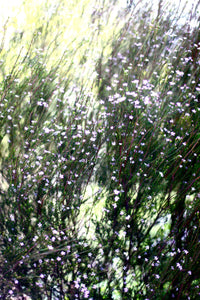 In The Wildflowers • Canberra Purple Diosma Flowers Fine Photography Print