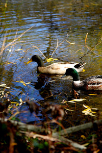 Lake Daylesford Autumn Days • Set of Three Photography Prints