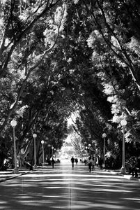 The City of Sydney • Set of Four Black and White Fine Photography Prints