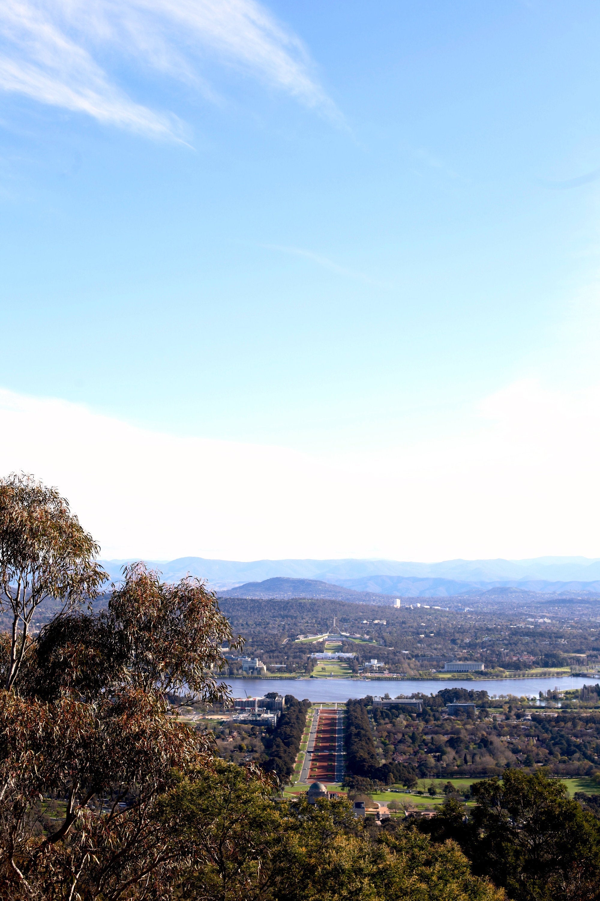 On Mt Ainslie • Golden Wattle • Set of Two Canberra Fine Photography Prints