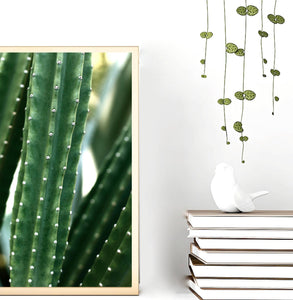 San Pedro Cactus • Fine Photography Print