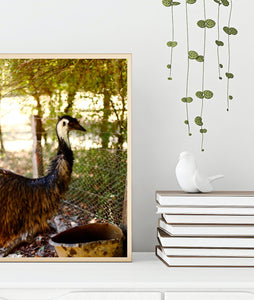 Hello Emu • Australian Wildlife Fine Print