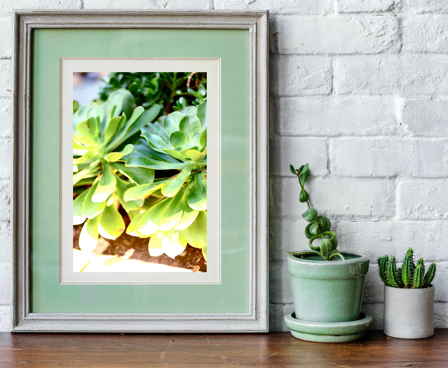 Summer Succulents • Photography Print