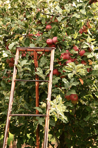 The Apple Orchard - Pialligo, Canberra - Fine Photography Print