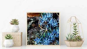 Succulents in Blue • Botanical Artwork Photography Print