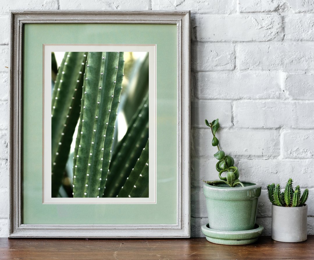 San Pedro Cactus • Fine Photography Print