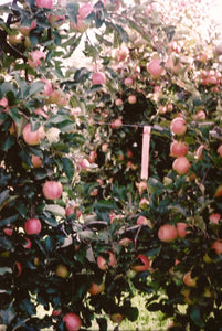 Pink Lady Apple Orchard • Set of 4 35mm Film Photography Prints