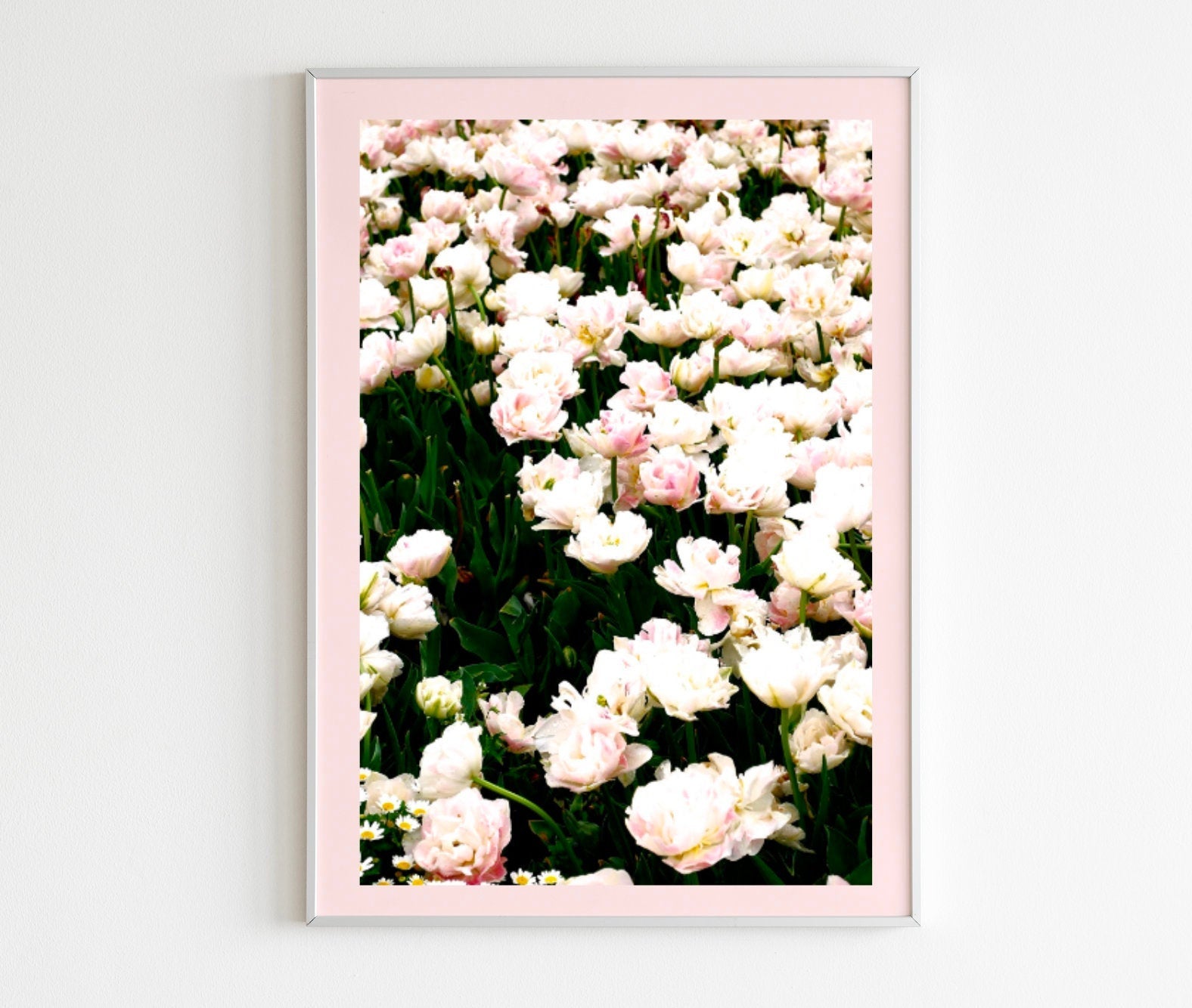 Floriade Blush Pink Tulips in Bloom • Canberra Photography Print