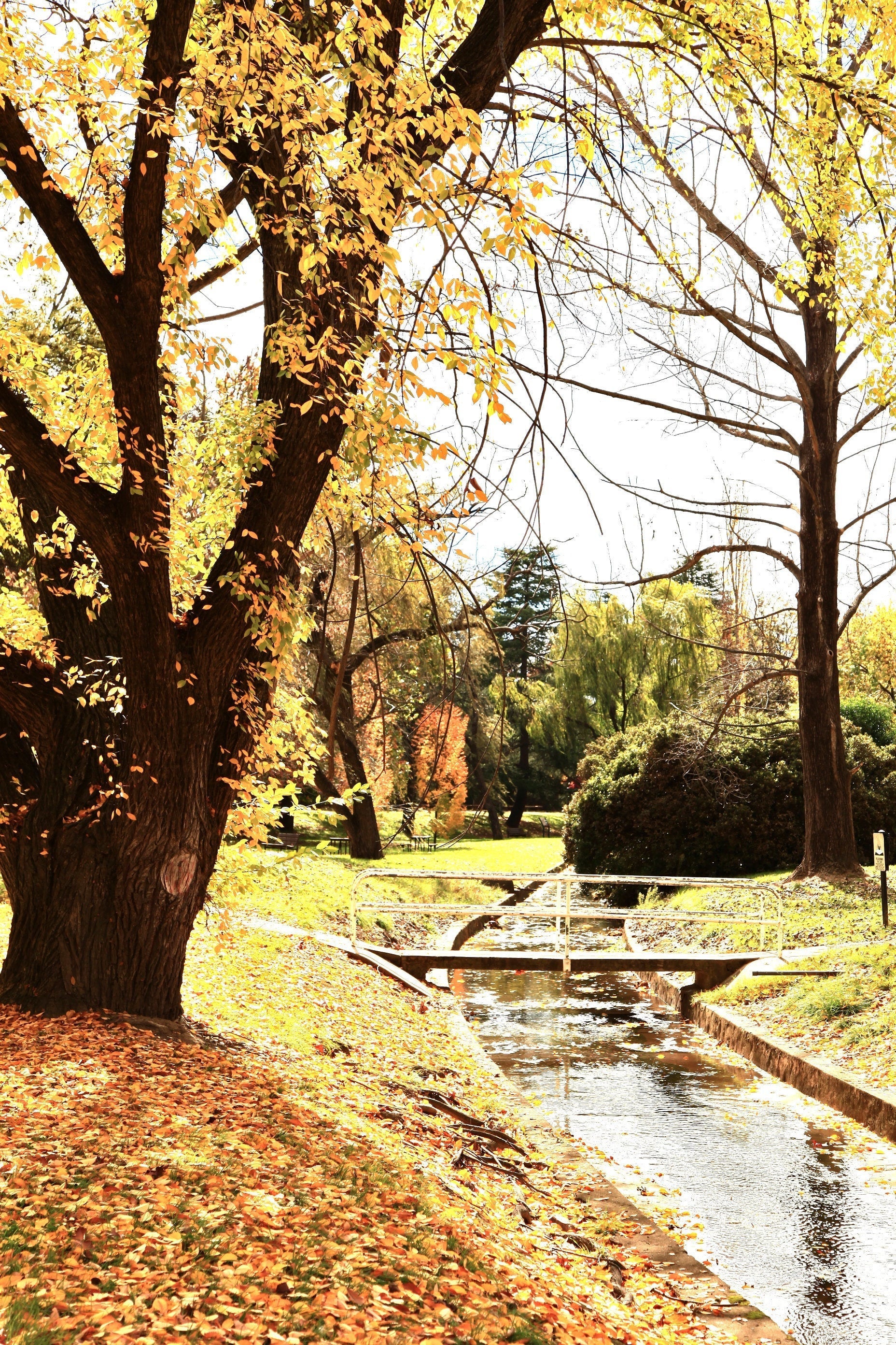 Autumn in Canberra • Telopea Park Print