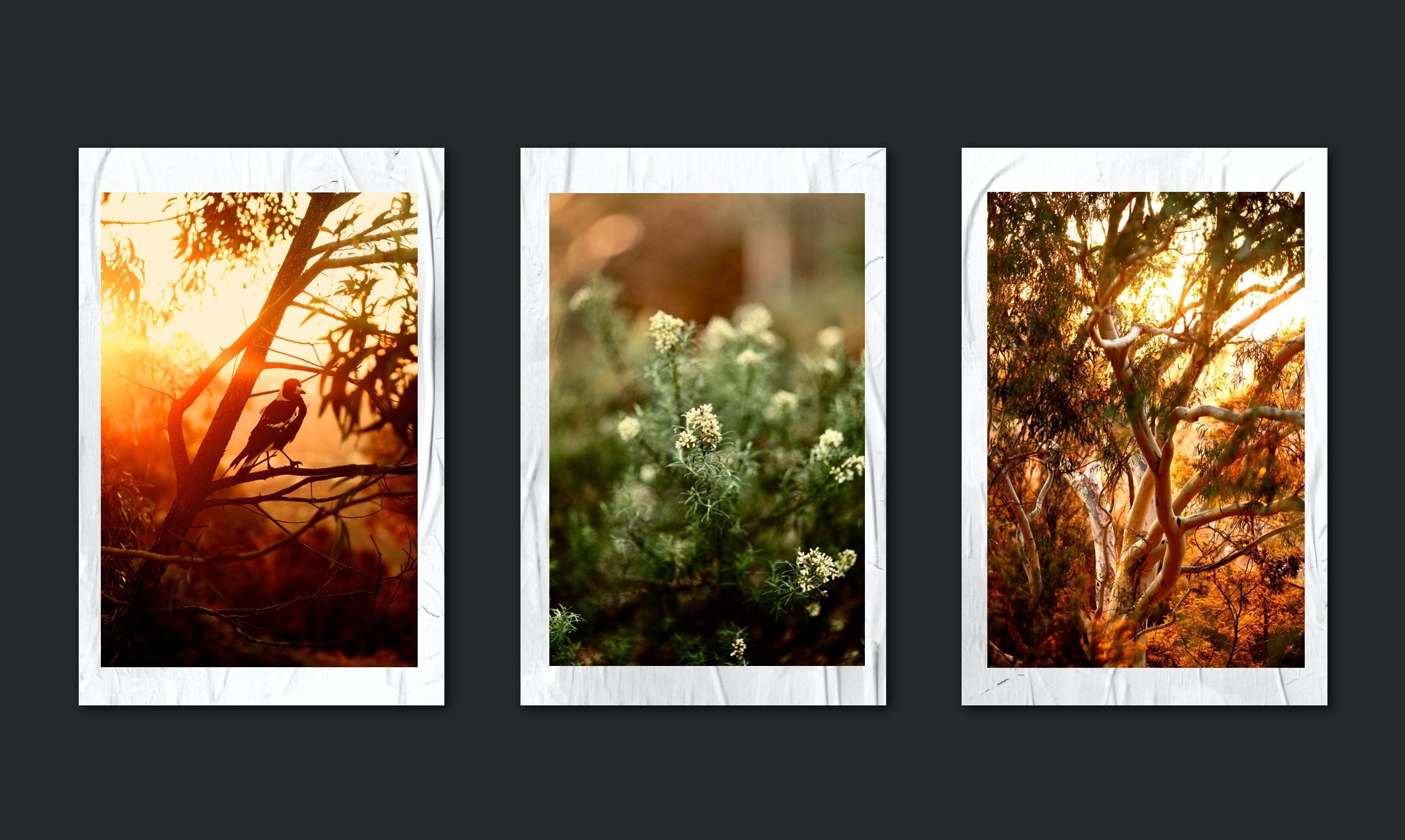 Into The Bush • Canberra Australia • Set of Three Mt Ainslie Modern Australiana Photography Prints