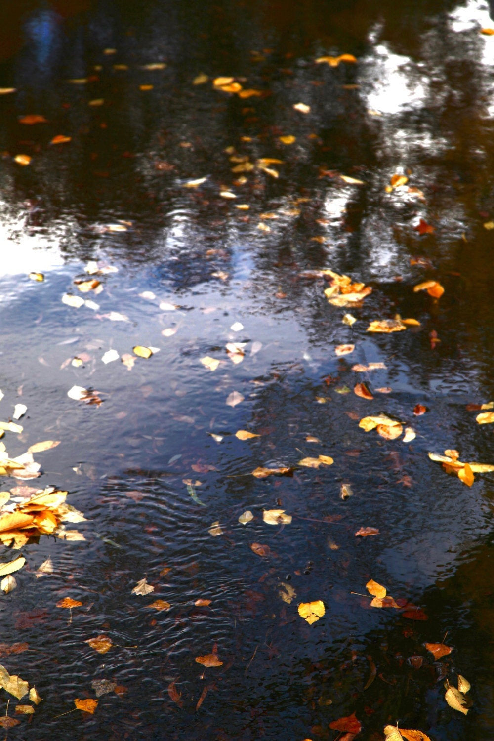 Autumn in Telopea Park • Set of Three Canberra Photography Prints