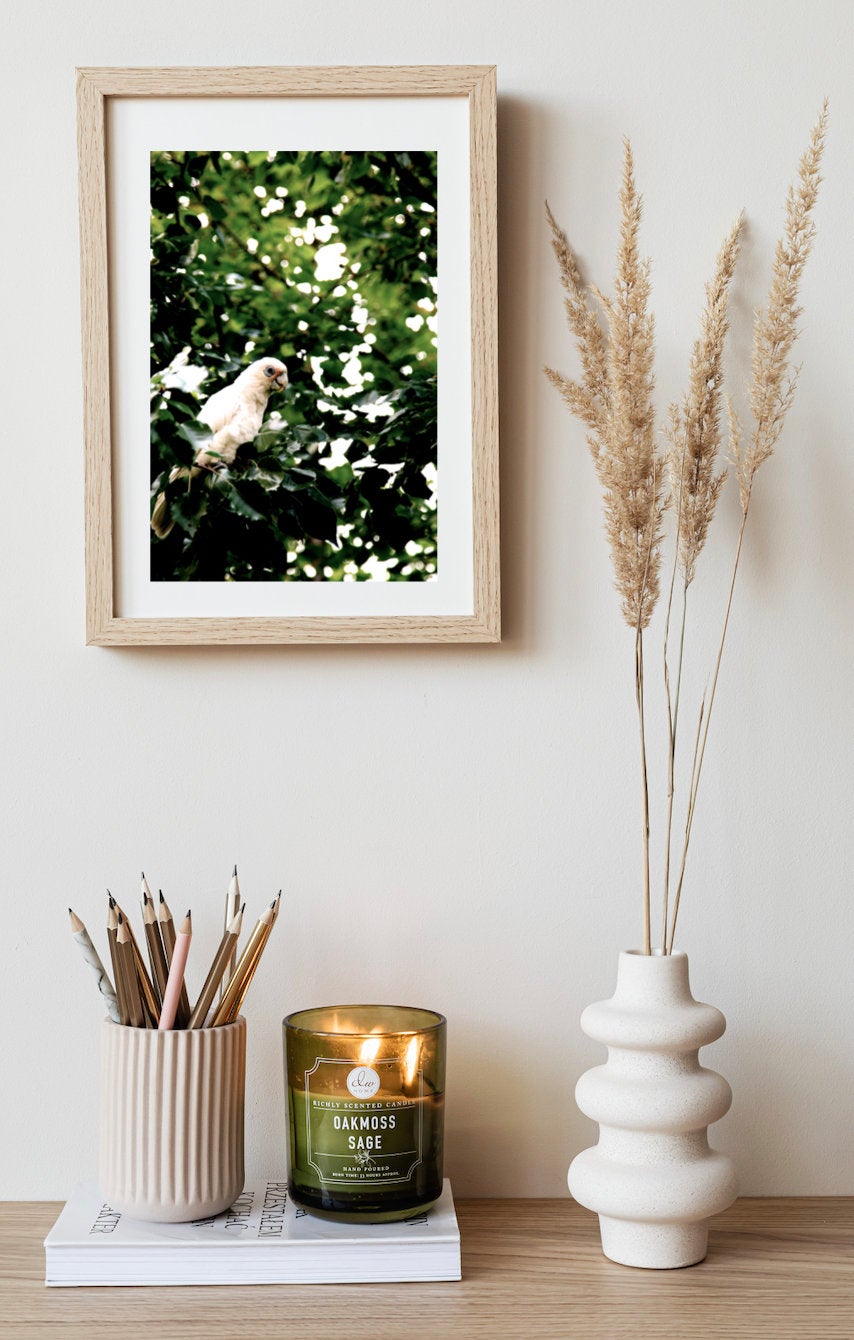 Little Corella • Fine Art Print • Australian Bird • Cockatoo