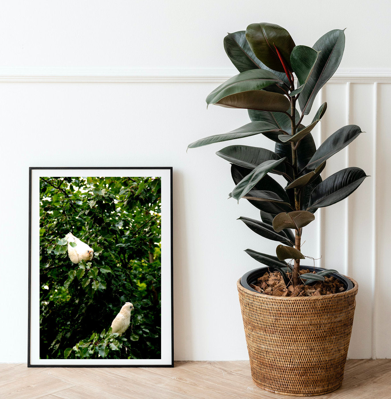 Little Corellas - Fine Art Print - Wildlife Bird Photography