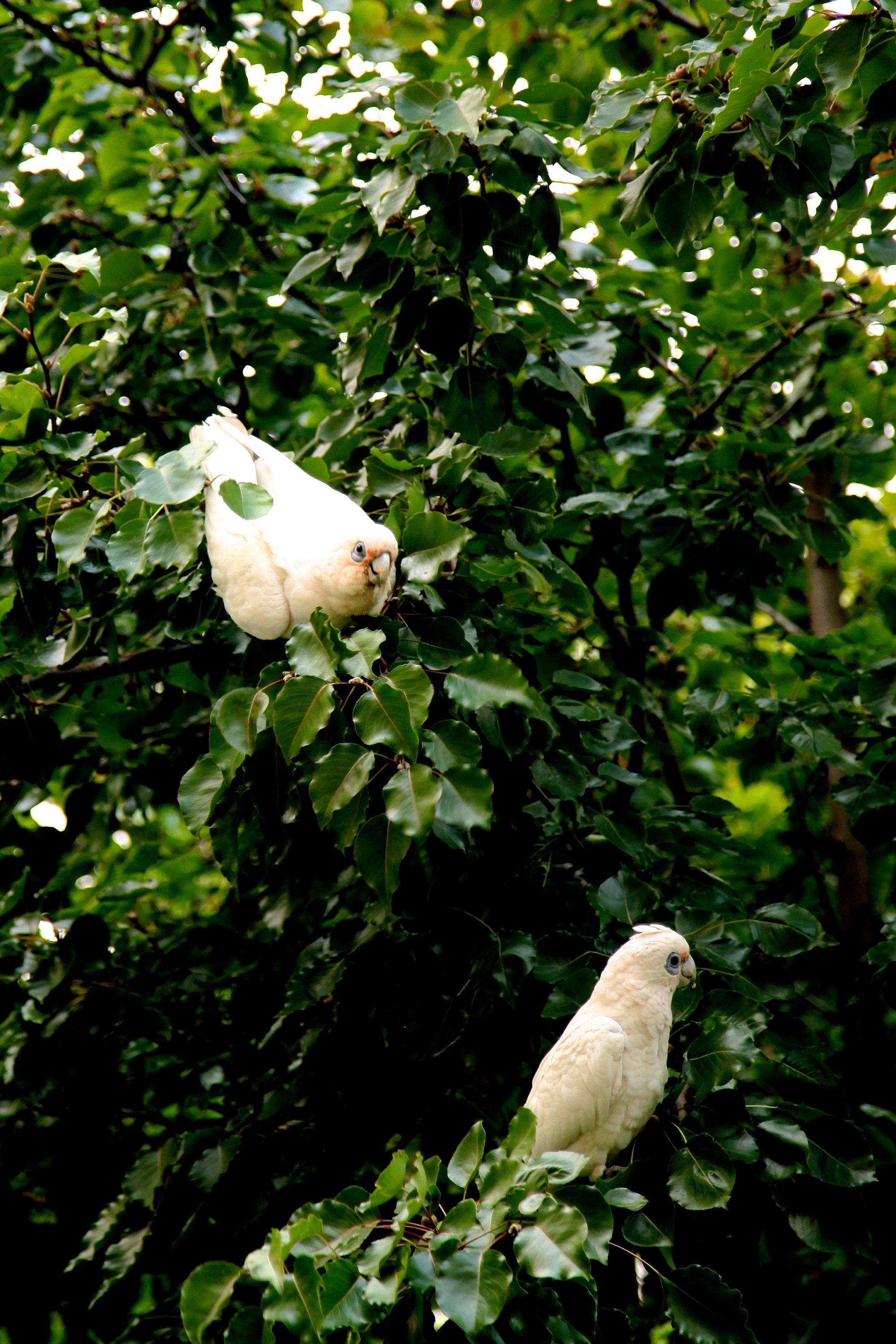 Little Corellas - Fine Art Print - Wildlife Bird Photography