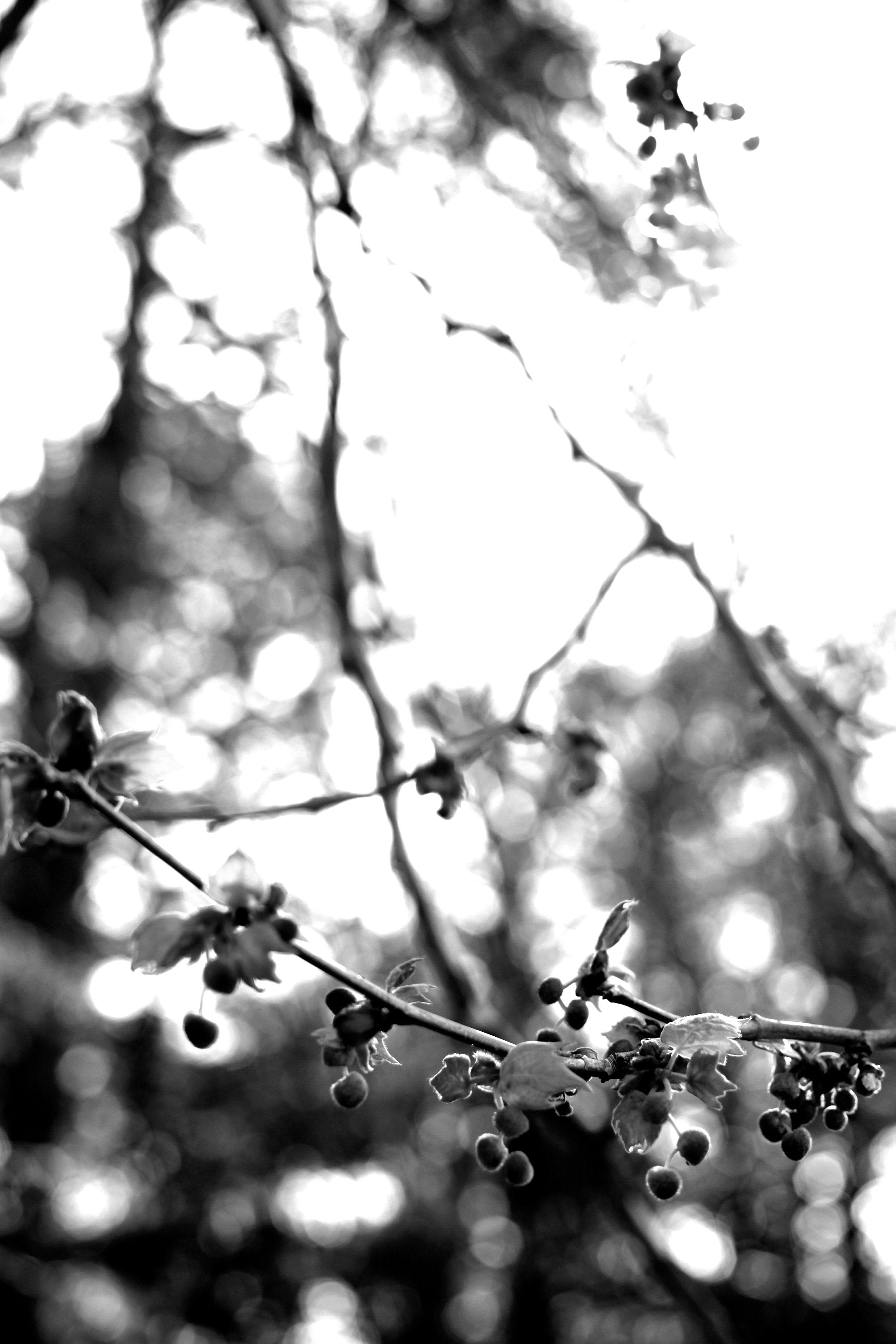 The Walk to Old Parliament House • Set of Three Black & White Photography Prints