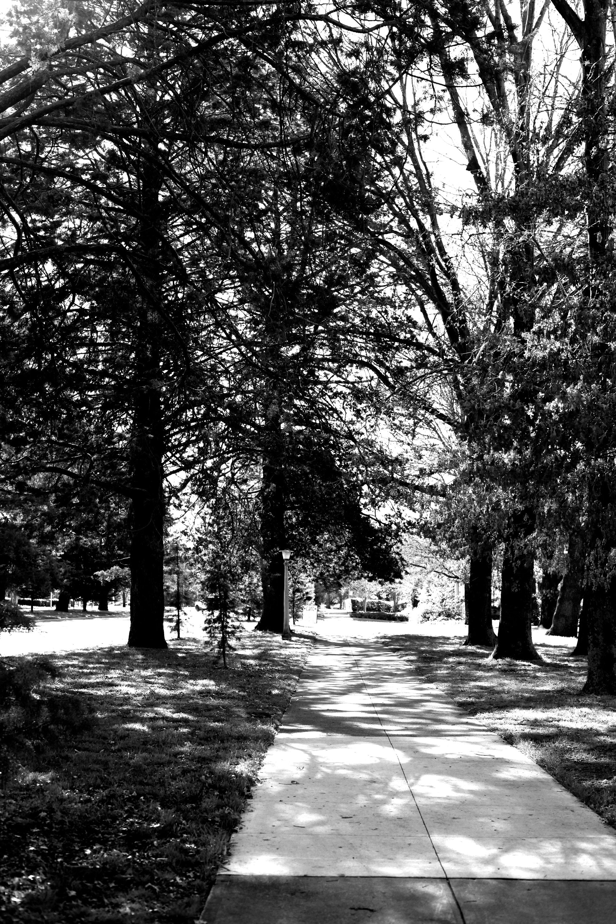 The Walk to Old Parliament House • Set of Three Black & White Photography Prints