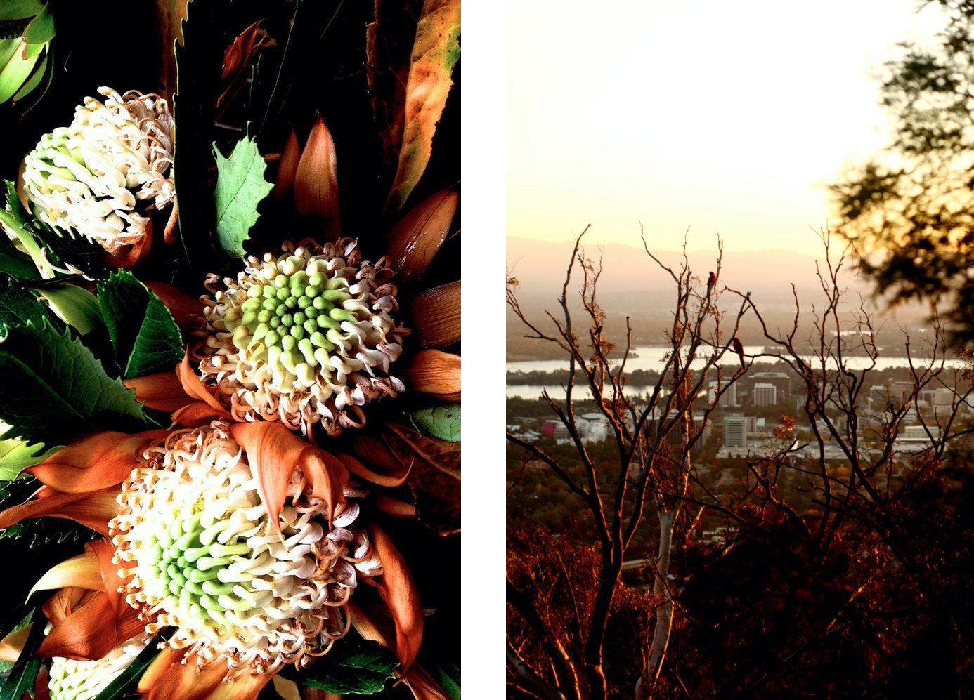 Sunset Over Canberra • Set of Two Australian Native Bush Flower Photography Prints
