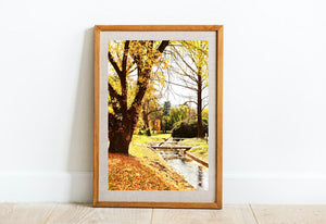 Autumn in Canberra • Telopea Park Print