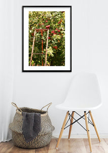 The Apple Orchard - Pialligo, Canberra - Fine Photography Print