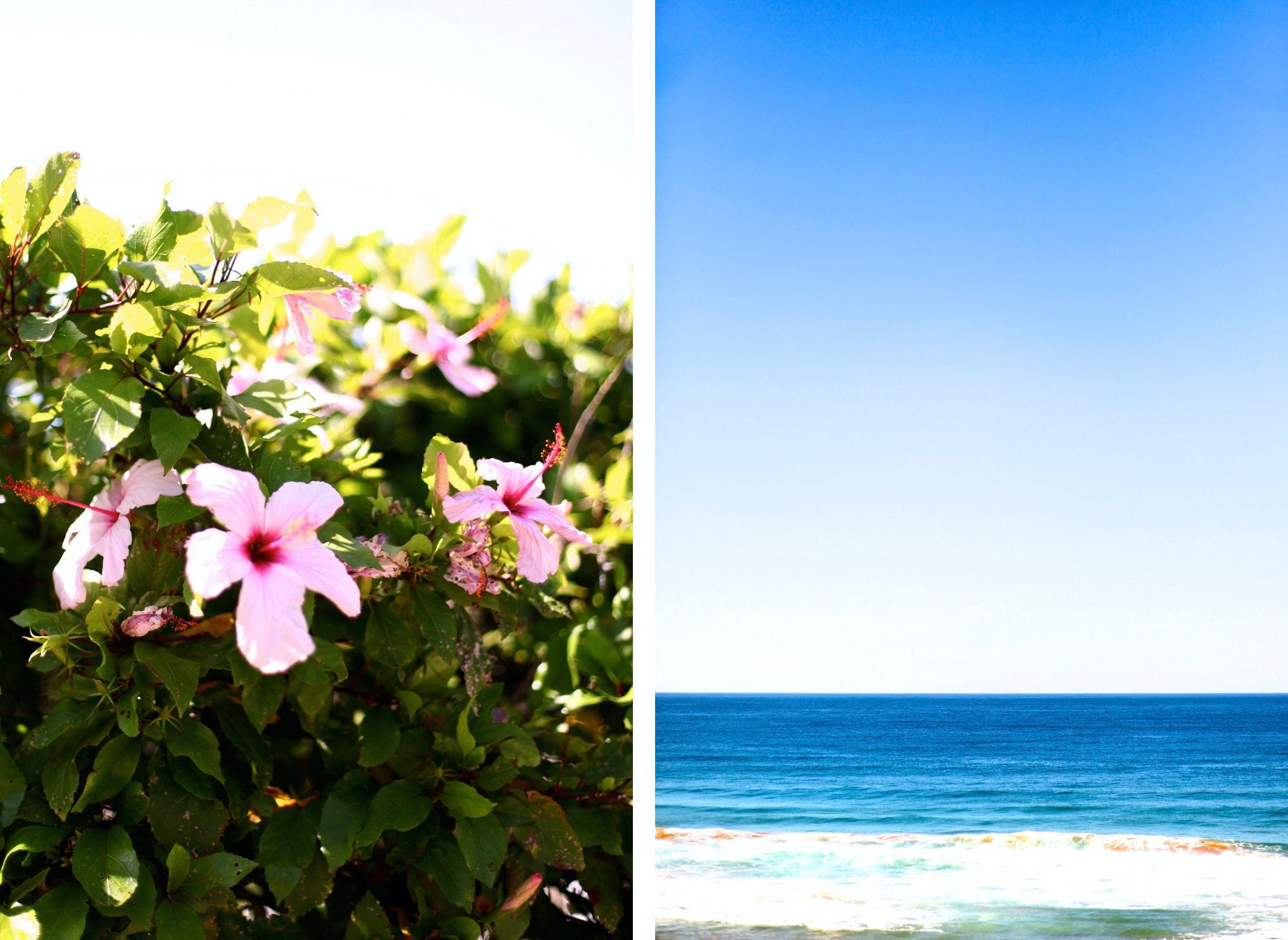 Summer on Whale Beach • Set of Two Northern Beaches Ocean Hibiscus Photography Prints