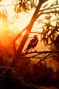 Into The Bush • Canberra Australia • Set of Three Mt Ainslie Modern Australiana Photography Prints