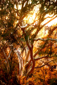 Into The Bush • Canberra Australia • Set of Three Mt Ainslie Modern Australiana Photography Prints