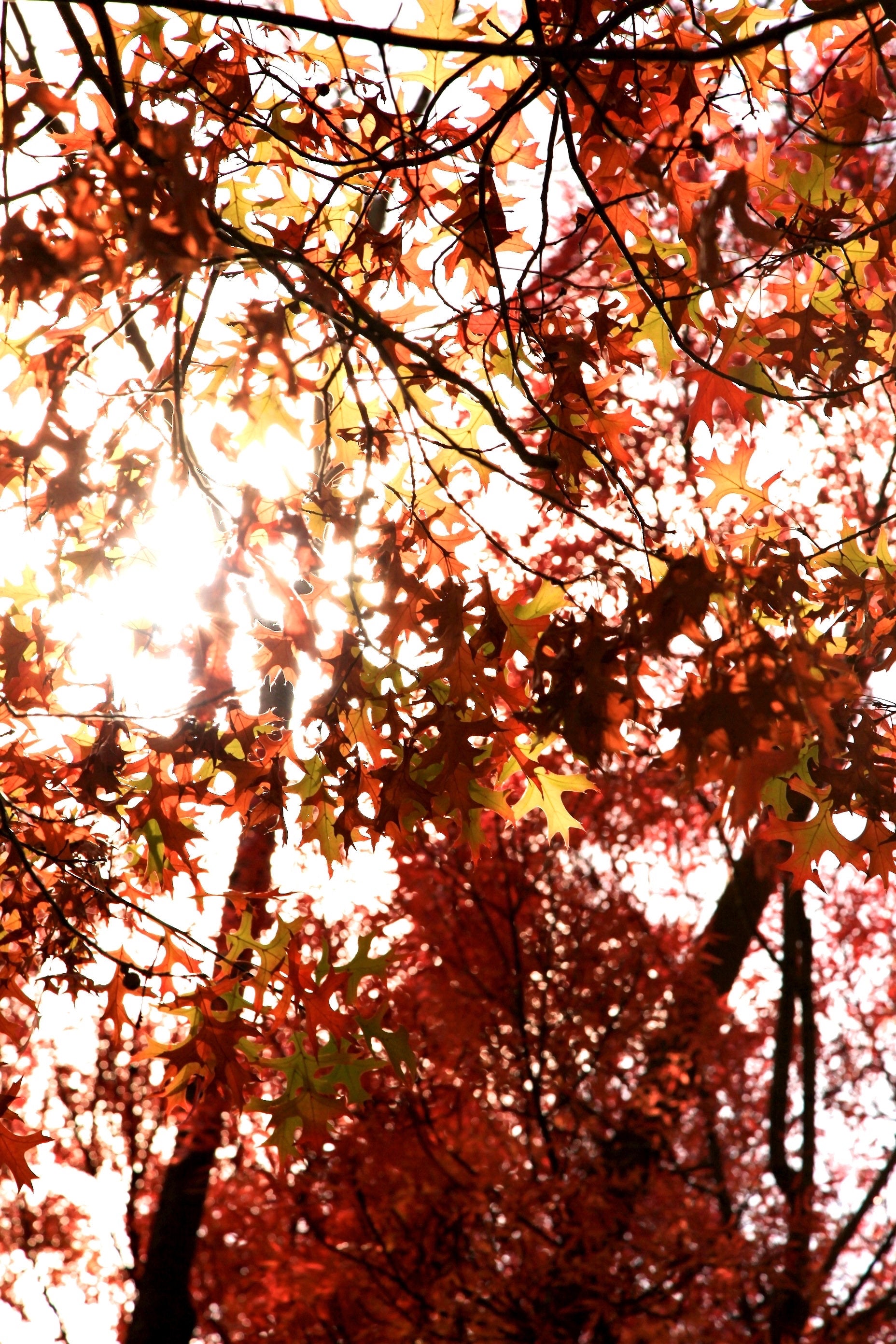 Autumn in the Capital • Set of Three Photography Prints