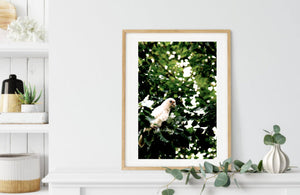 Little Corella • Fine Art Print • Australian Bird • Cockatoo