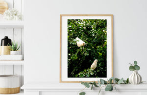 Little Corellas - Fine Art Print - Wildlife Bird Photography