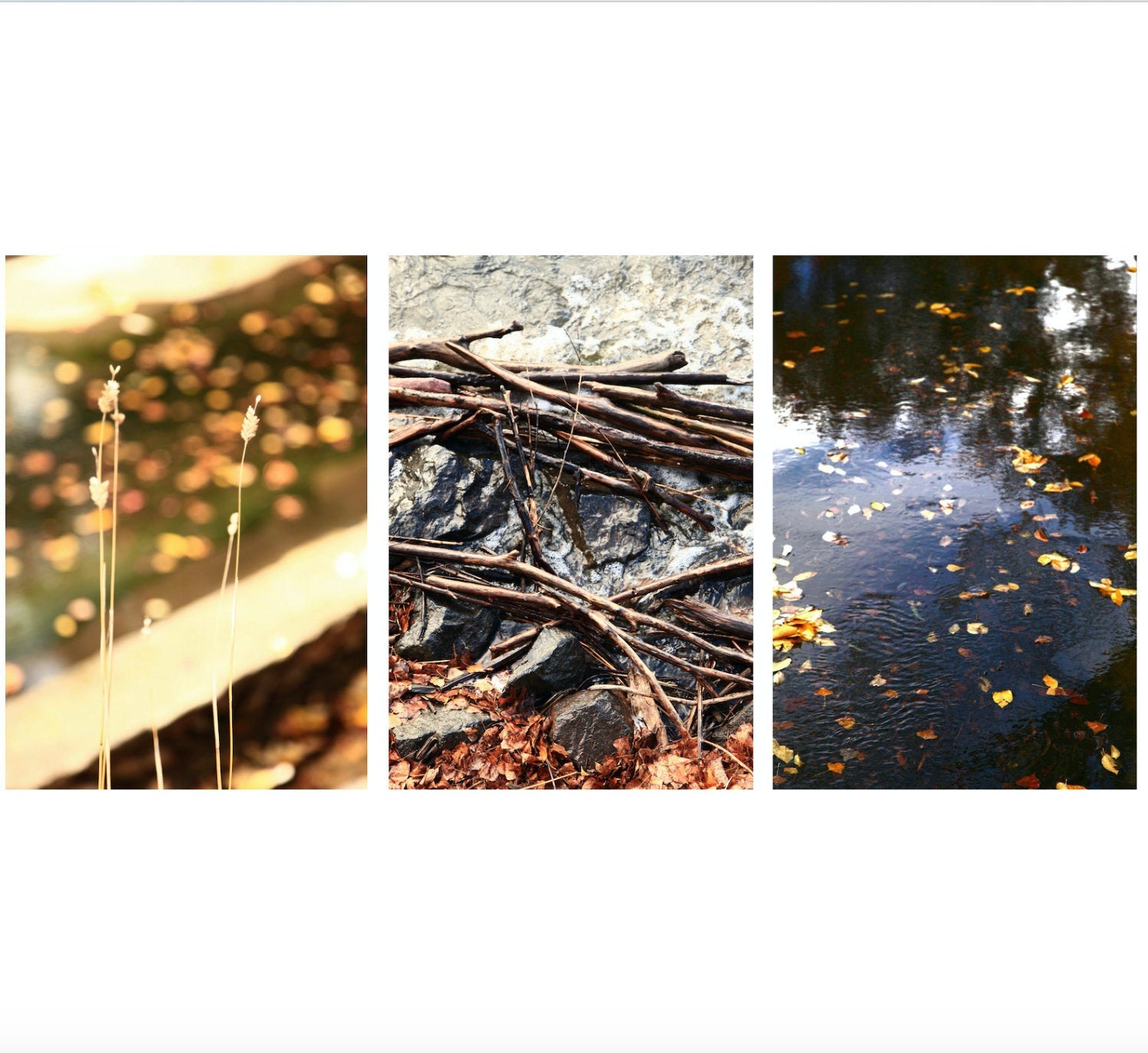 Autumn in Telopea Park • Set of Three Canberra Photography Prints