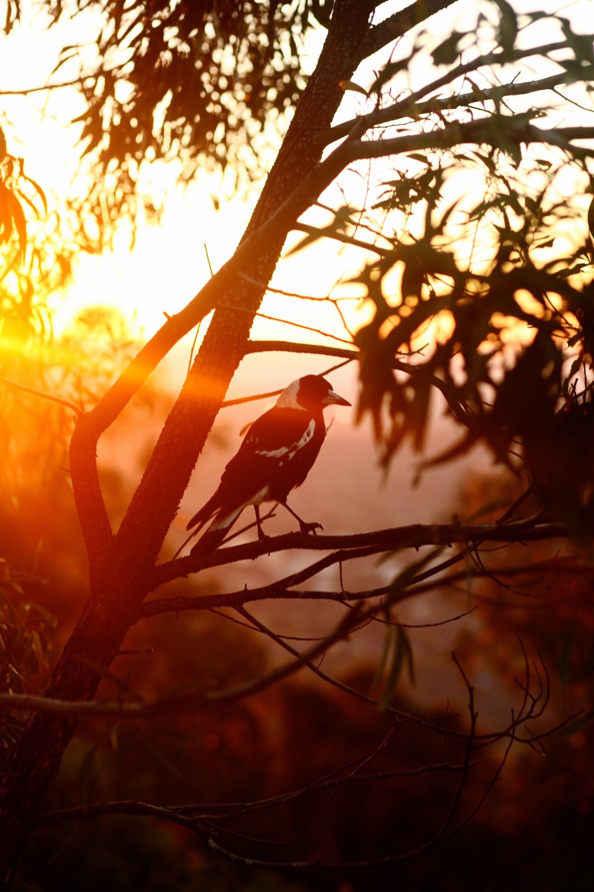 Magpie Song - Fine Photography Print